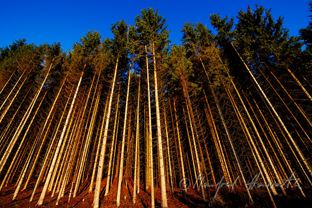tight spruce forest on a glade