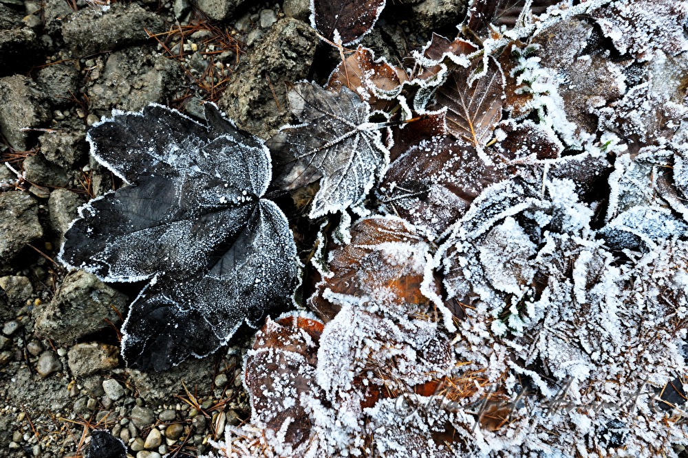 frozen stones on the lakeshore