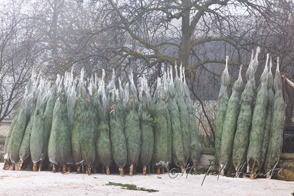 sale of Christmas trees at the Christmas tree farm