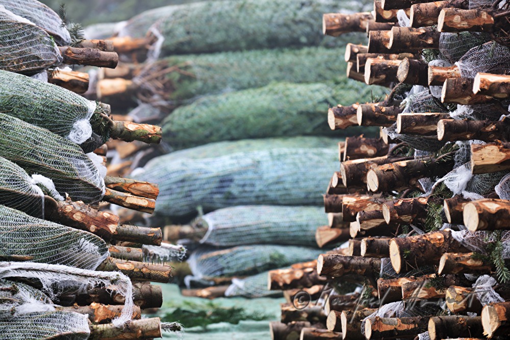 sale of Christmas trees at the Christmas tree farm