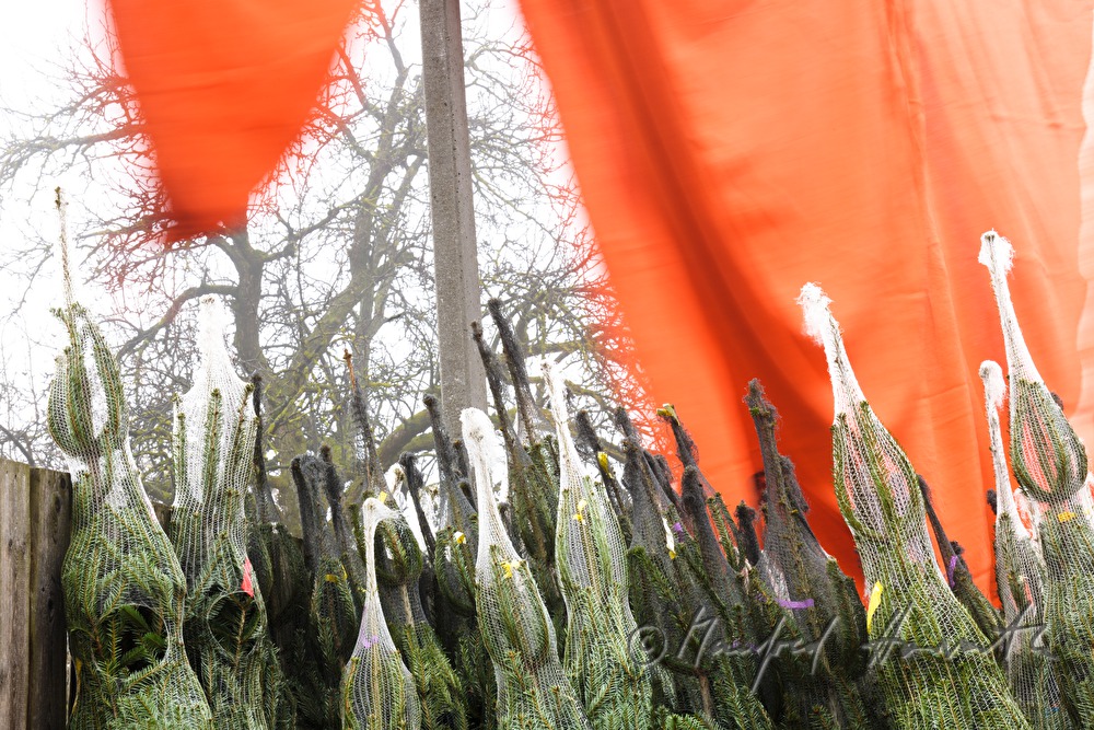 sale of Christmas trees at the Christmas tree farm