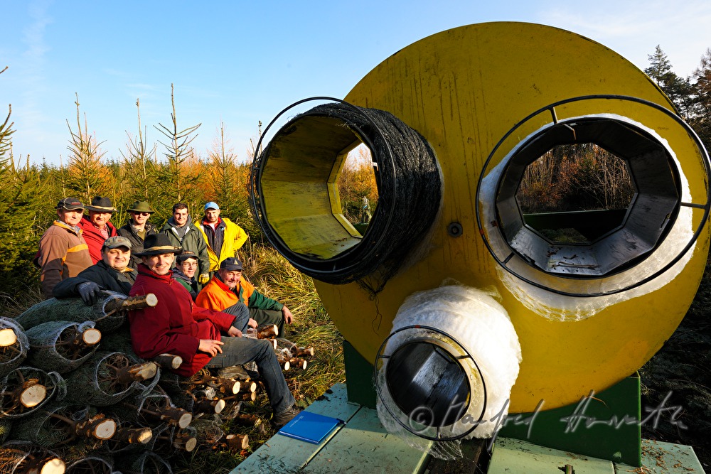 harvest workers at the Christmas tree farm