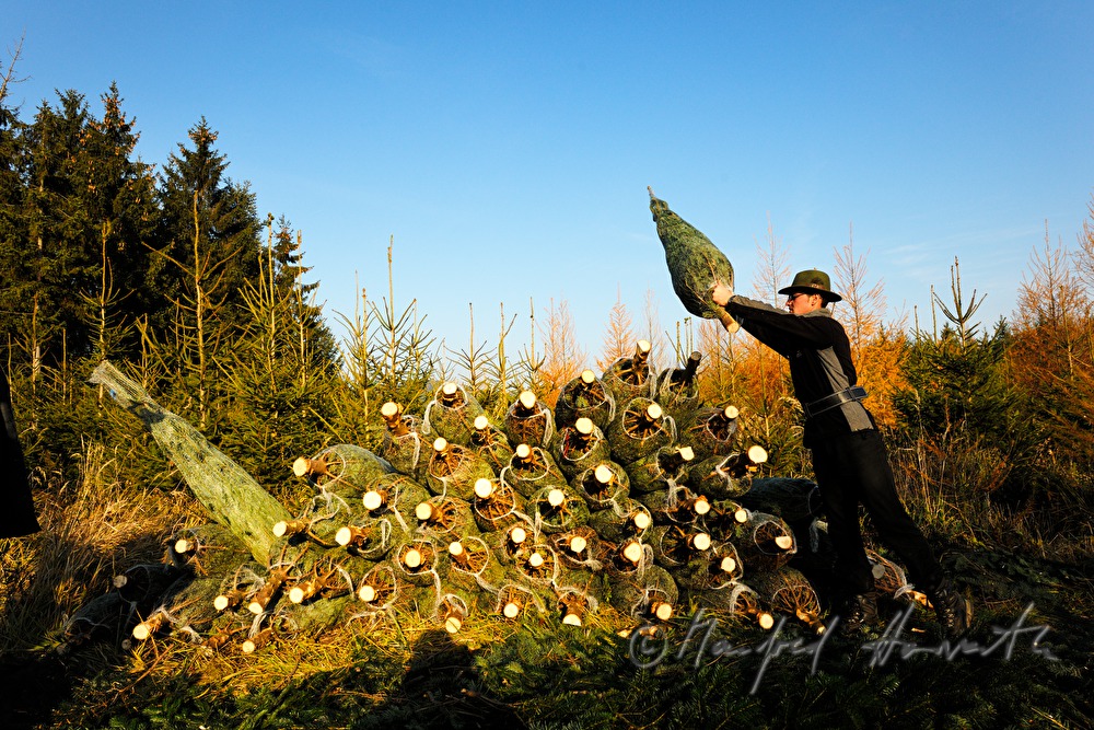 harvest workers at the Christmas tree farm