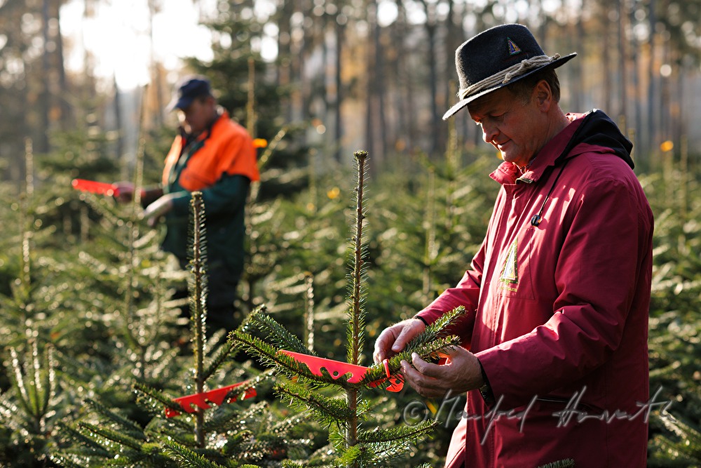 forest workers at the Christmas tree farm