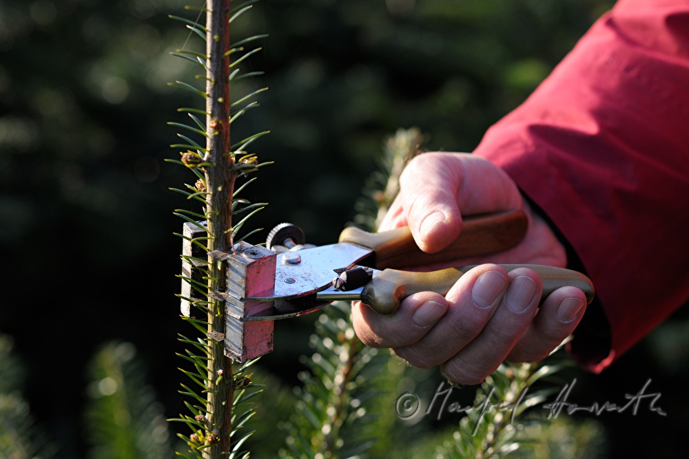 top stop work at the Christmas tree farm