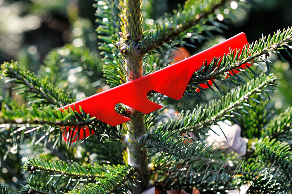 growth regulators at the Christmas tree farm