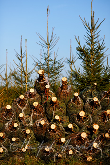 pile of Christmas trees at the Christmas tree farm