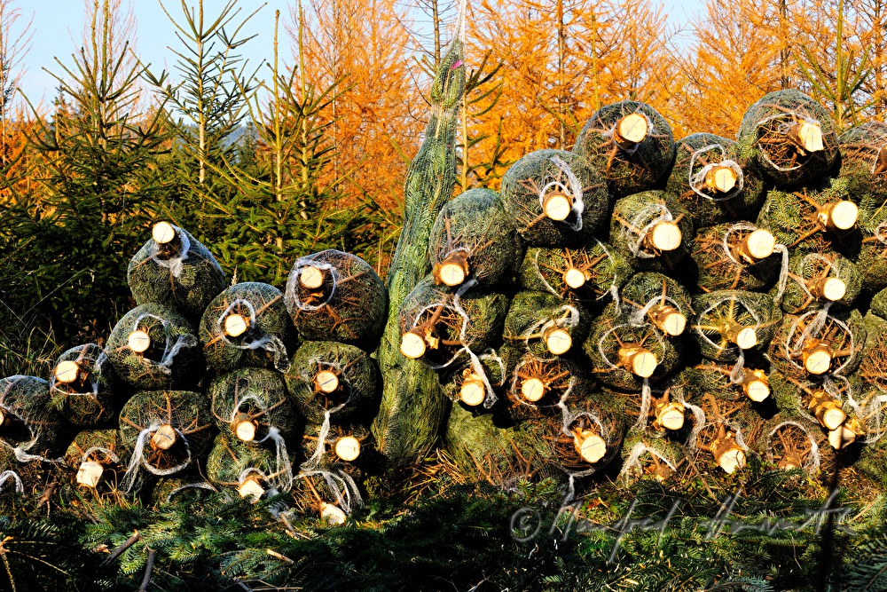 pile of Christmas trees at the Christmas tree farm