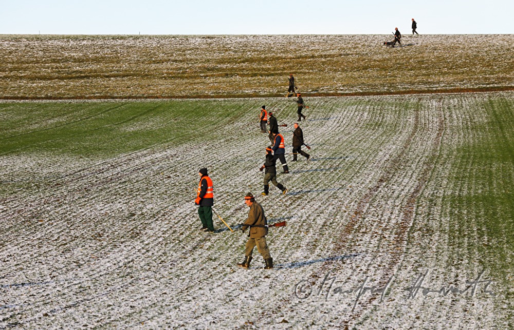 hunters and beaters during a battue