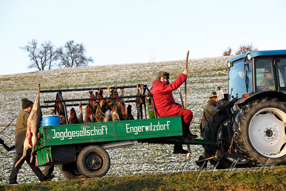 beater during a battue with brown hare