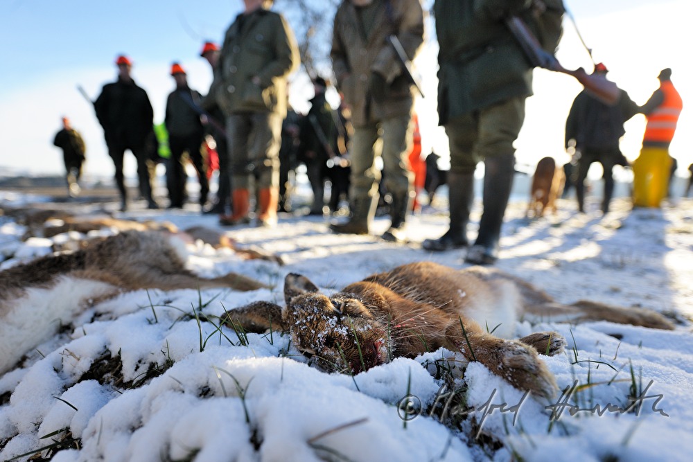 bagged hares after the battue