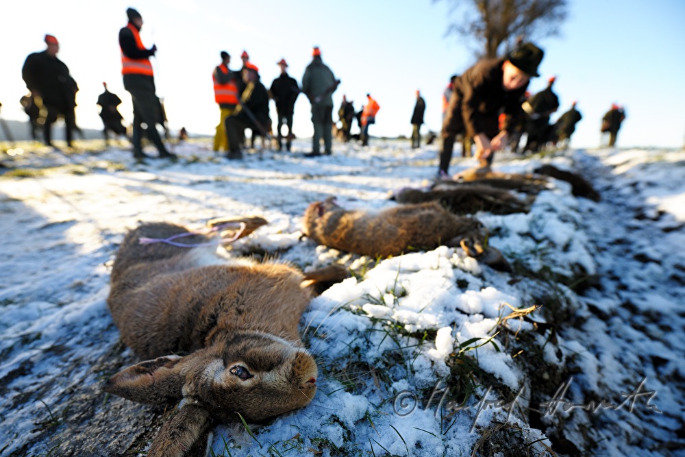 bagged hares after the battue