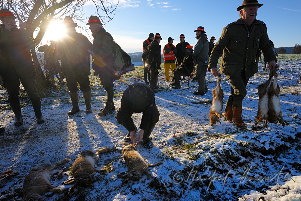 bagged hares after the battue