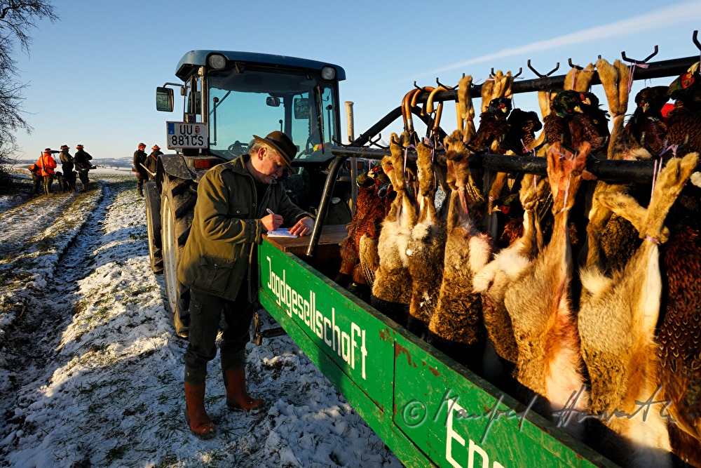 beater during a battue with brown hare