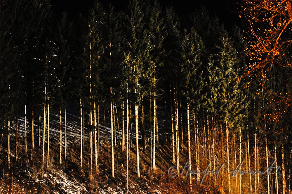 conifer forest and leaf trees in Winter