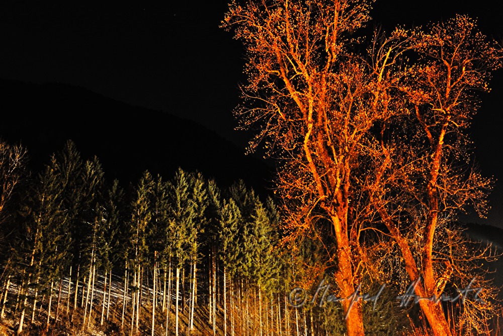 conifer forest and leaf trees in Winter
