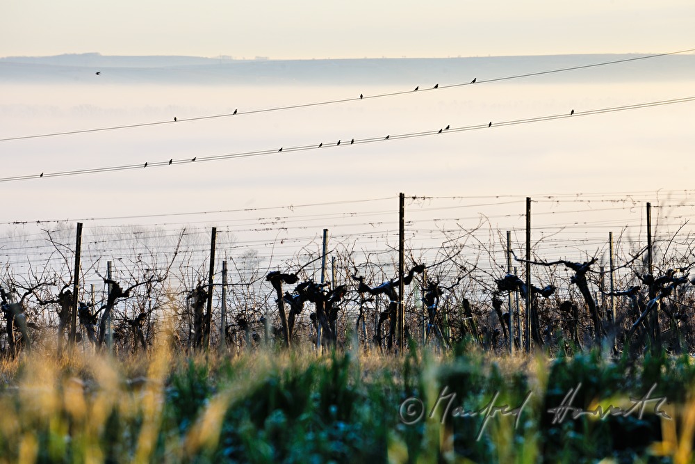 birds on a wire and vineyard in winter