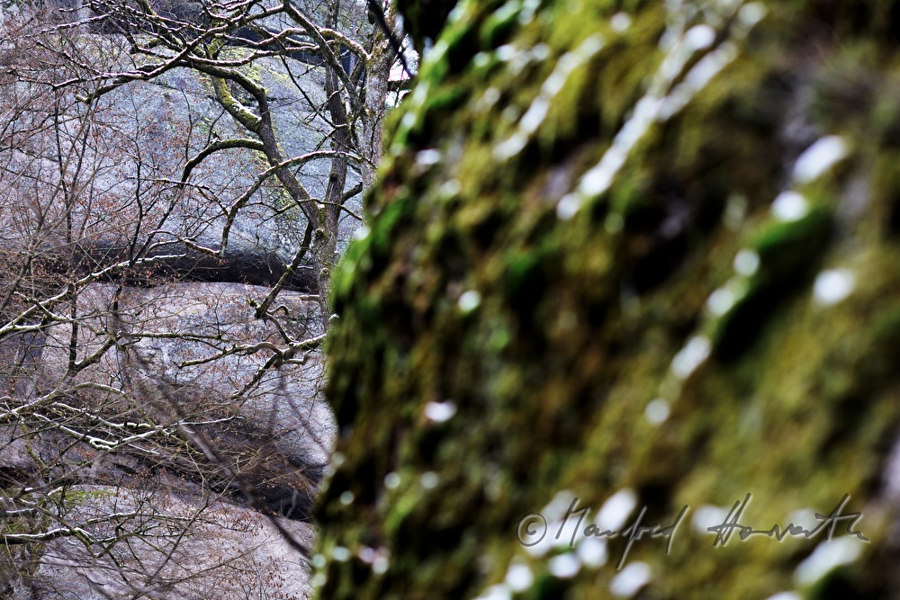 moss-covered rock and fissured granite