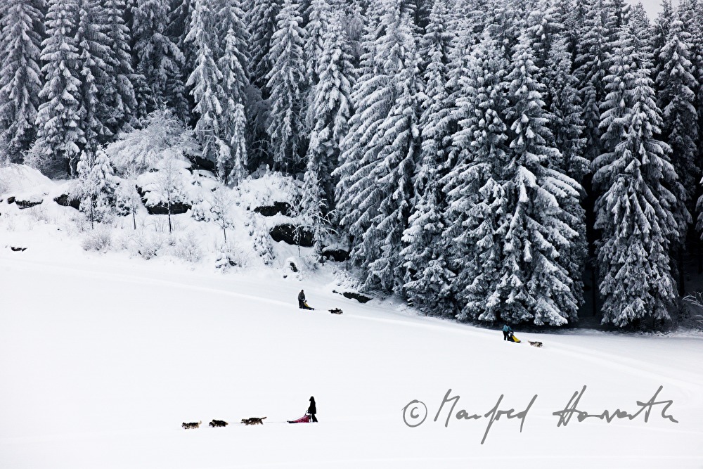 dog-sled ride in the winterly forest
