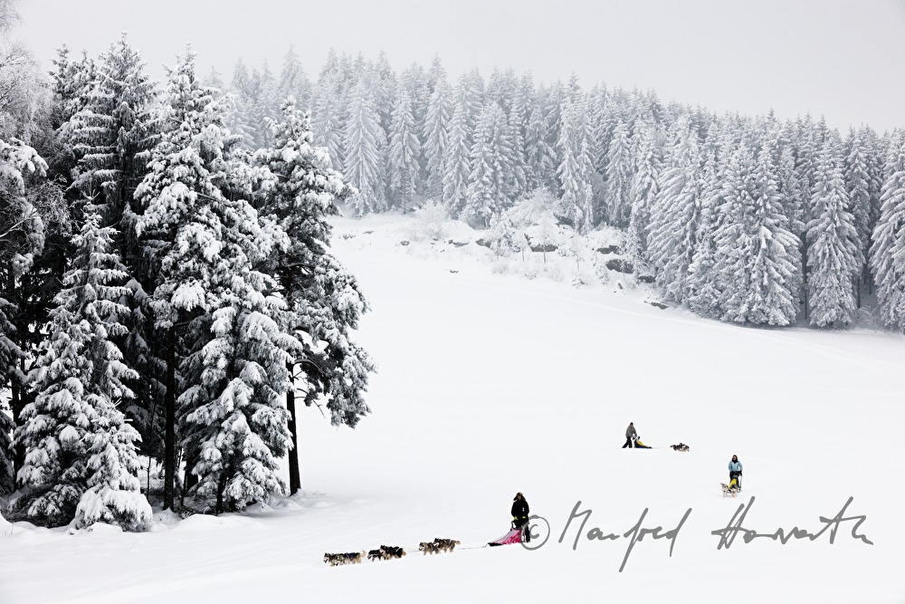dog-sled ride in the winterly forest