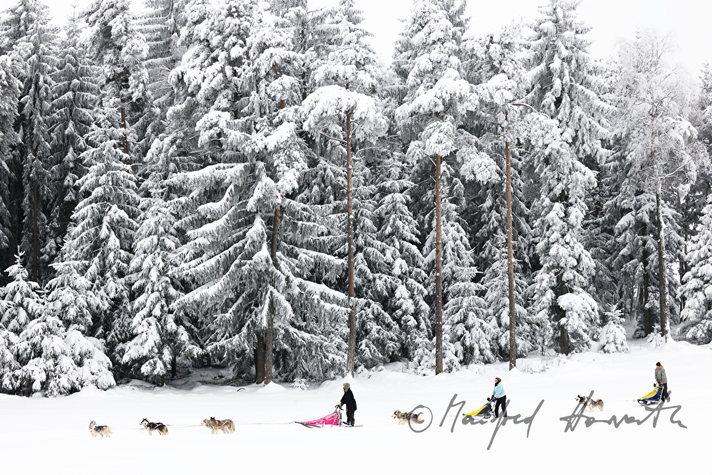 dog-sled ride in the winterly forest