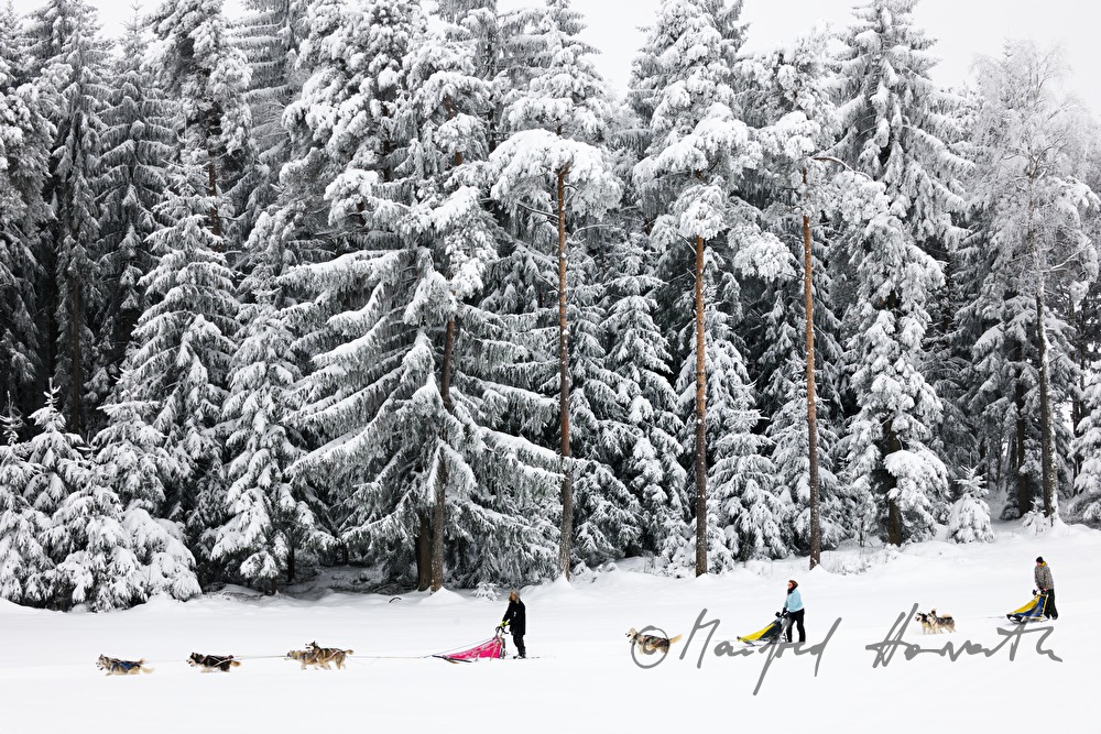 dog-sled ride in the winterly forest