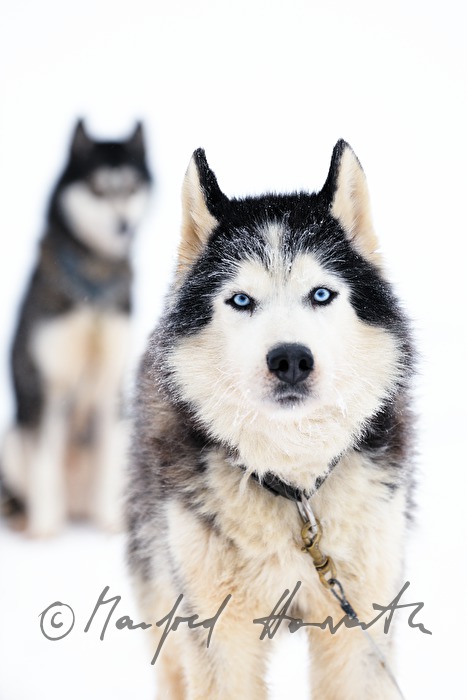 sledge dog with different eyecolours