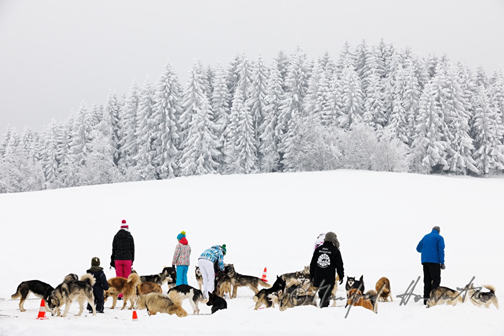 sled dogs waiting for the musher