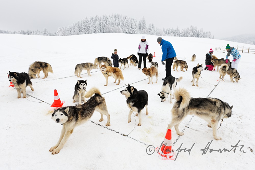 sled dogs waiting for the musher