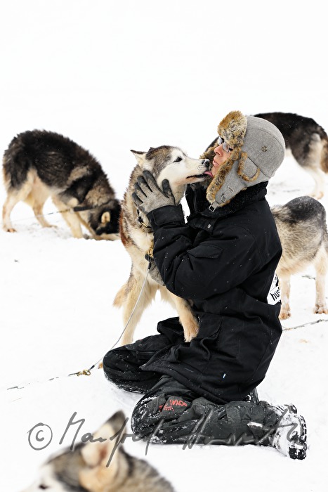 musher with dog sled husky