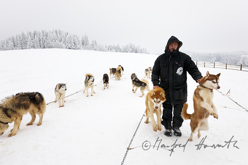 loading huskys into the trailer