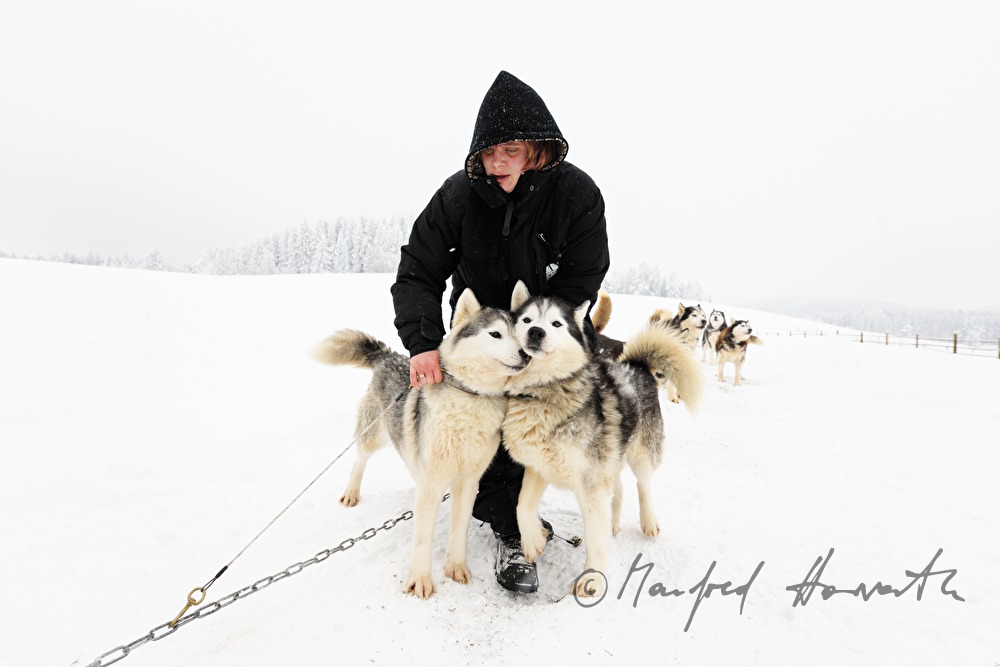 musher with dog sled husky