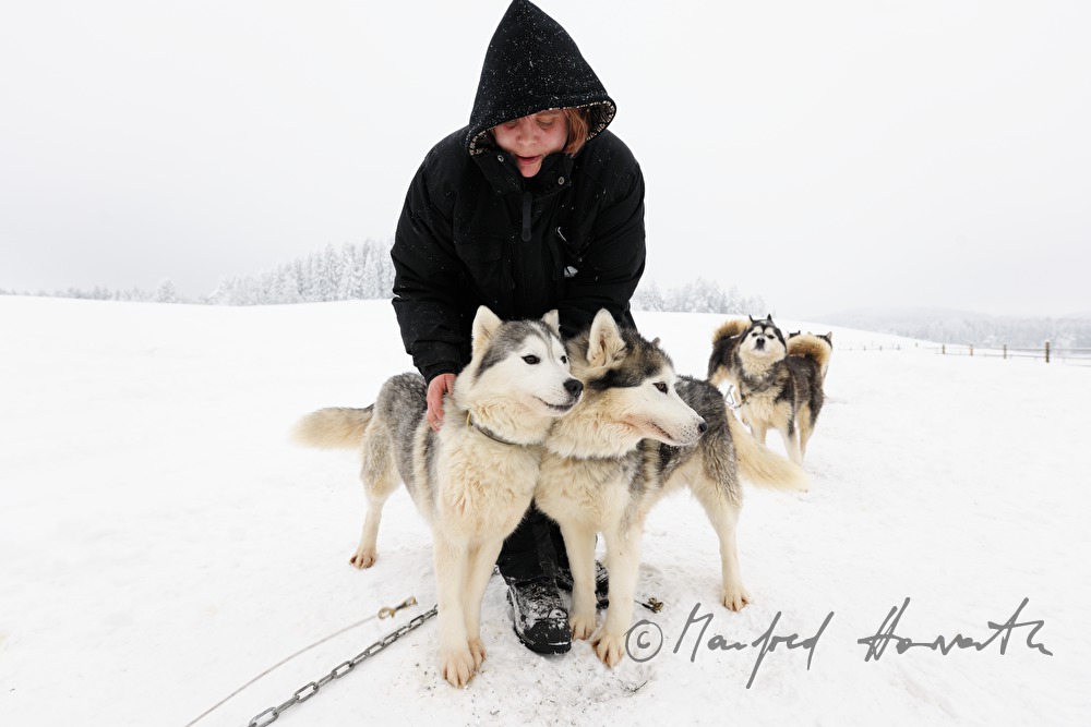 musher with dog sled husky