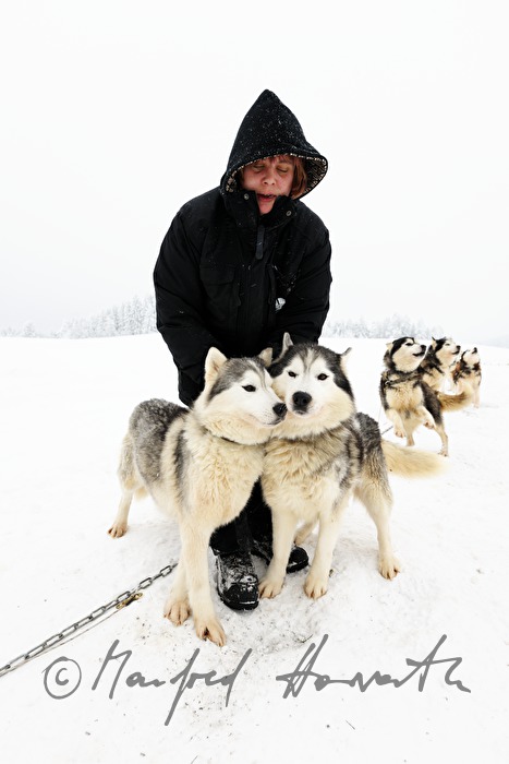 musher with dog sled husky