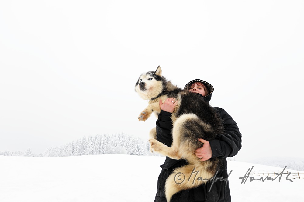 musher with dog sled husky