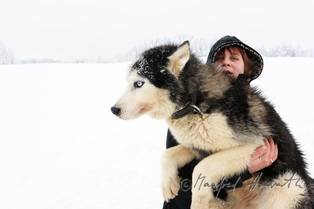 musher with dog sled husky