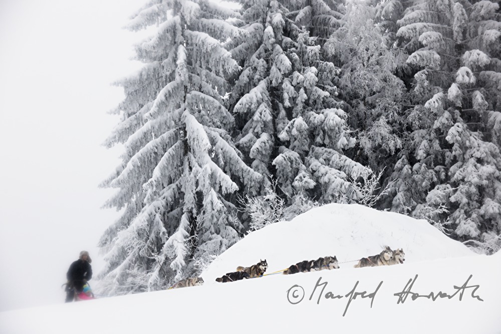 dog-sled ride in the winterly forest