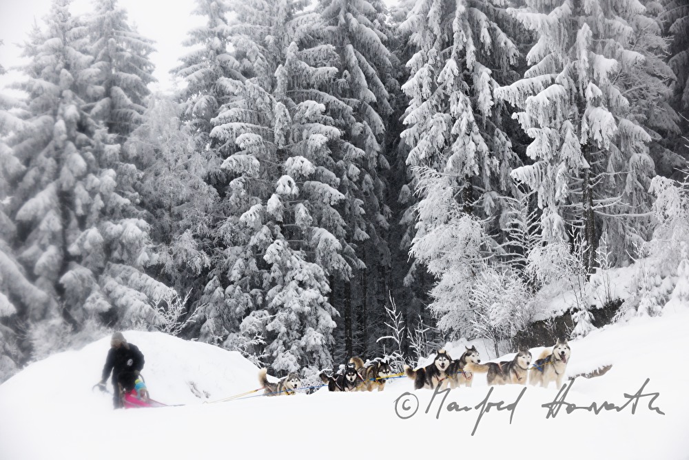 dog-sled ride in the winterly forest