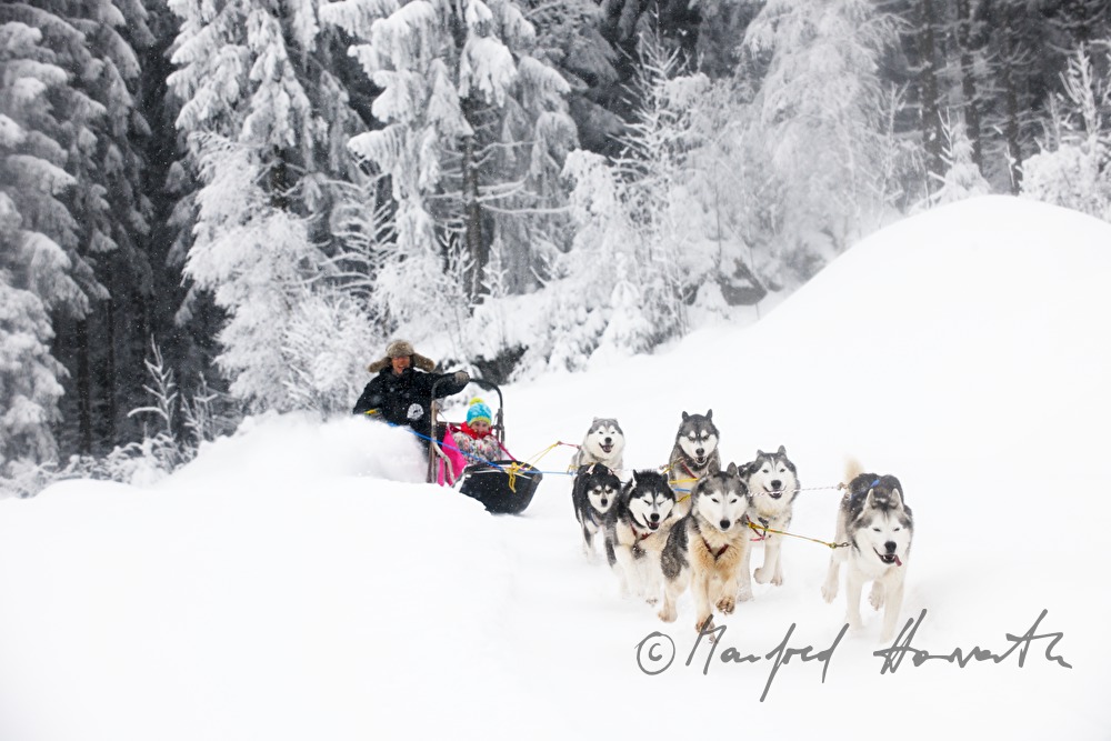 dog-sled ride in the winterly forest