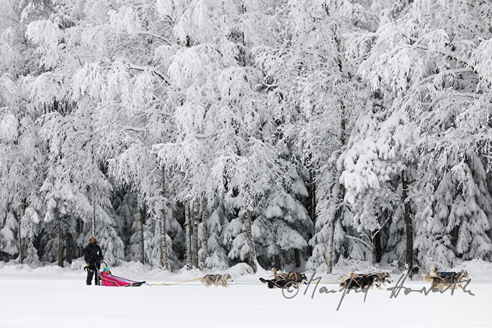 dog-sled ride in the winterly forest