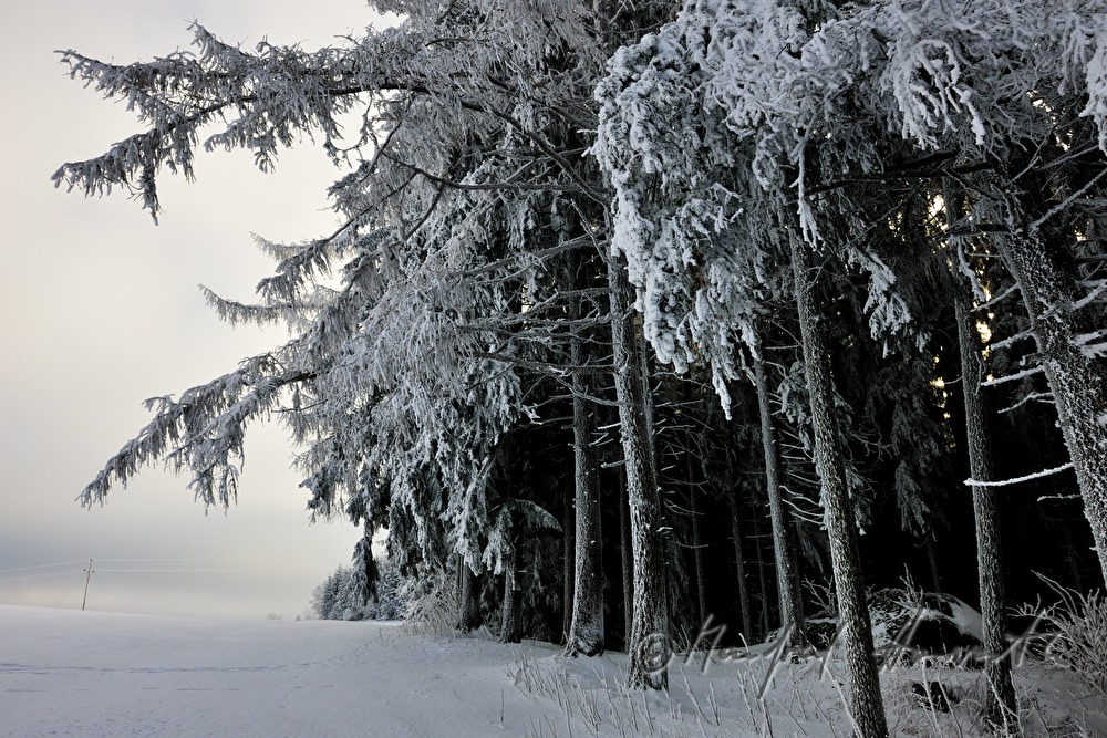 snow-covered conifers with hoarfrost