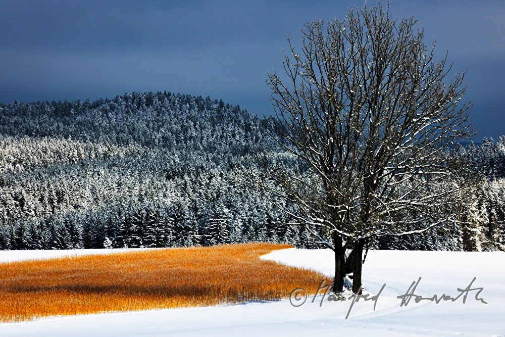snow in the forest
