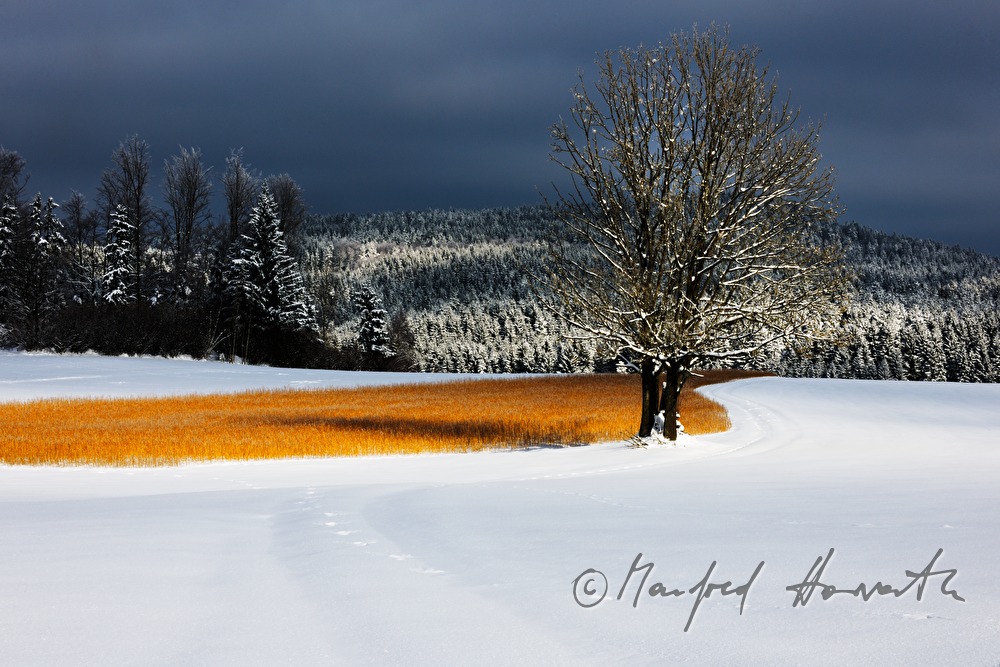 snow in the forest