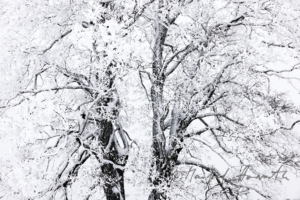 hoarfrost in the treetop