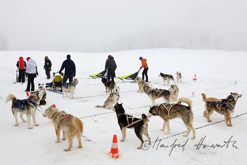 sled dogs waiting for the musher