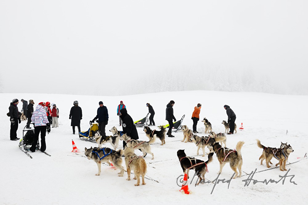 sled dogs waiting for the musher