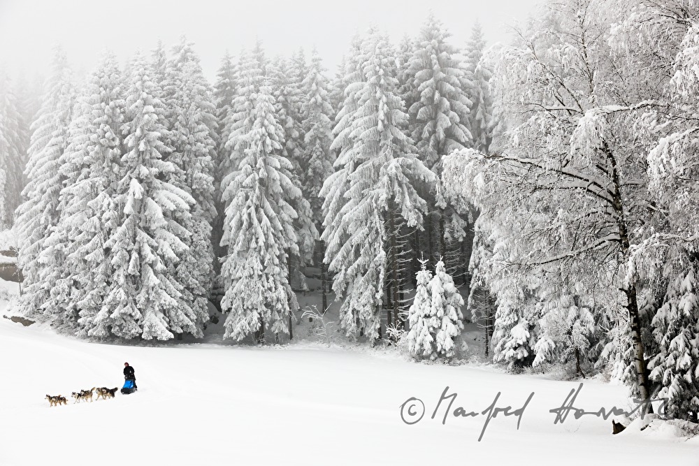 dog-sled ride in the winterly forest