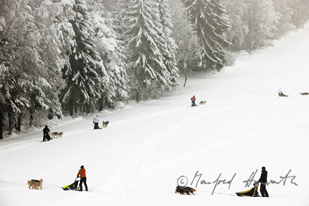 dog-sled ride in the winterly forest