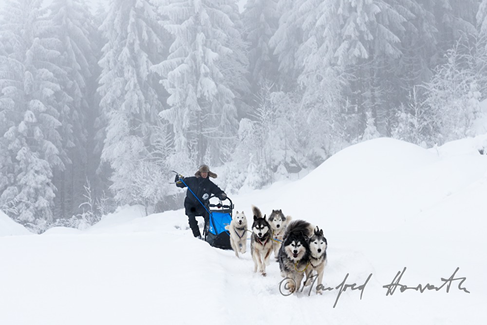 dog-sled ride in the winterly forest