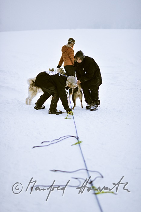 hitching up the huskys